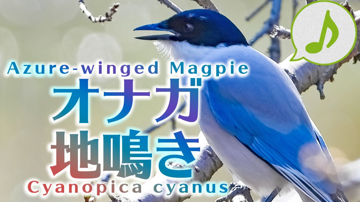 オナガの鳴き声 野鳥図鑑 鳴き声図鑑 Cyanopica Cyanus Azure Winged Magpie 身近な生き物と万年筆