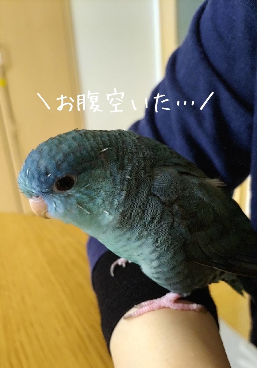 インコの餌事情 ペレットとシード サザナミインコのおはなし 身近な生き物と万年筆