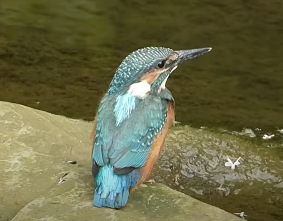 値下【超レア】一品ものカンボジア　手彫り　雛鳥を守る親鳥 超レア】一品ものカンボジア 手彫り 雛鳥を守る親鳥