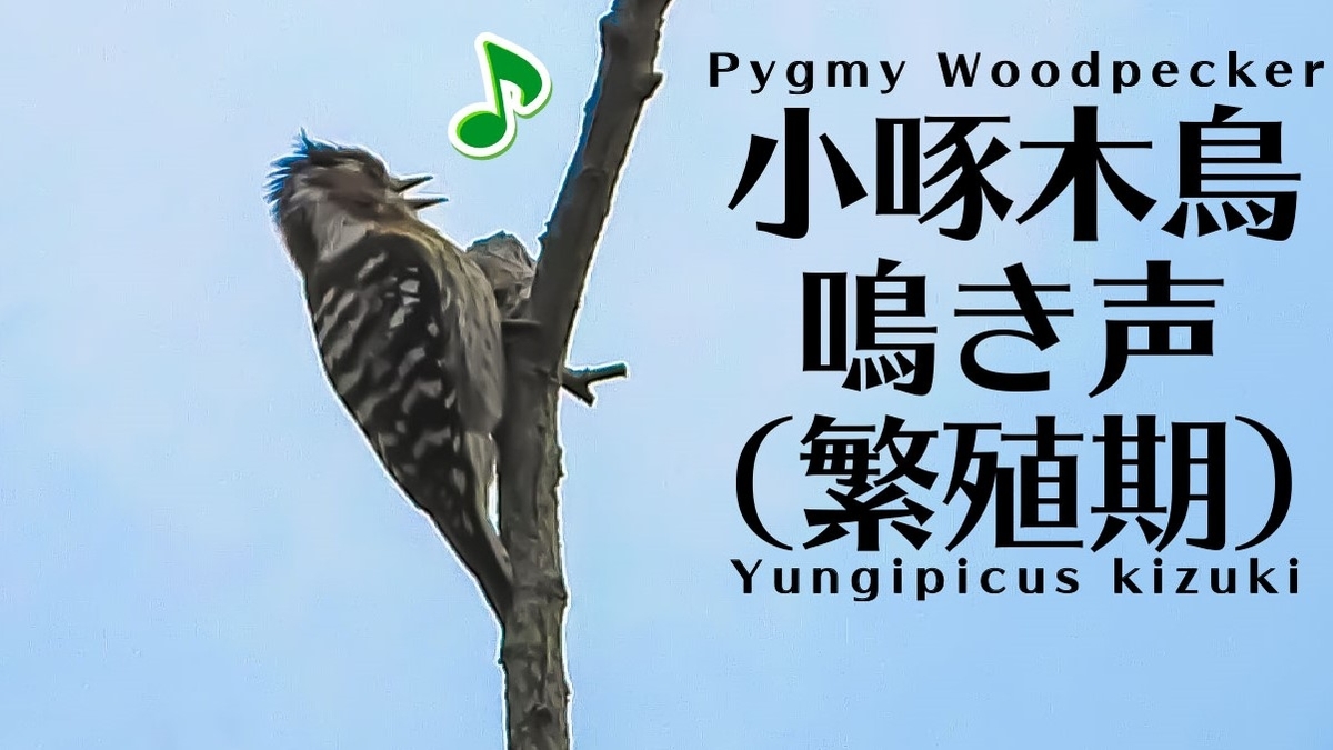 コゲラの鳴き声 野鳥図鑑 鳴き声図鑑 Dendrocopos Kizuki Japanese Pygmy Woodpecker 身近な生き物と万年筆