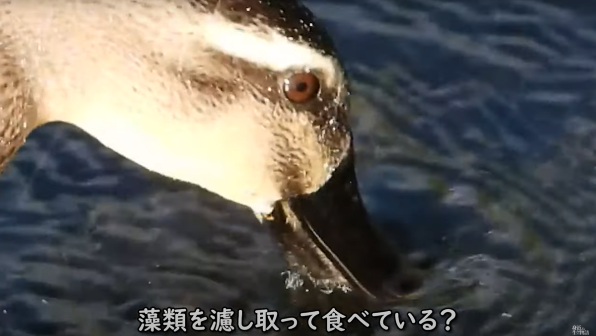 f:id:mochico25:20210909161100p:plain