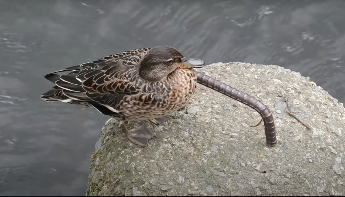 去年の今頃 渡り鳥の季節ですね 身近な生き物と万年筆