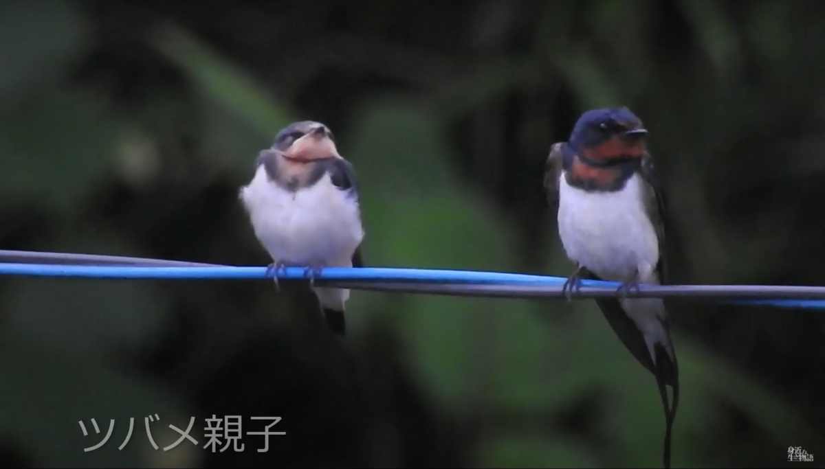 渡り鳥と旅鳥の違いって 渡り鳥 旅鳥 夏鳥 冬鳥 留鳥 漂鳥 身近な生き物と万年筆