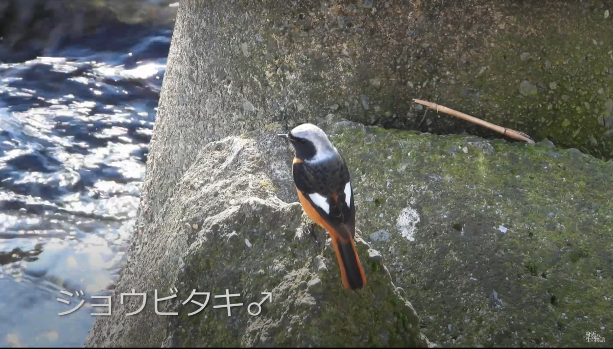 渡り鳥と旅鳥の違いって 渡り鳥 旅鳥 夏鳥 冬鳥 留鳥 漂鳥 身近な生き物と万年筆 渡り鳥と旅鳥の違いって 渡り鳥 旅鳥 夏鳥 冬鳥 留鳥 漂鳥 身近な生き物と万年筆