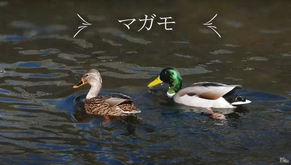 関東で冬にやってくるカモたち10選 - 身近な生き物語と万年筆@naturaloop