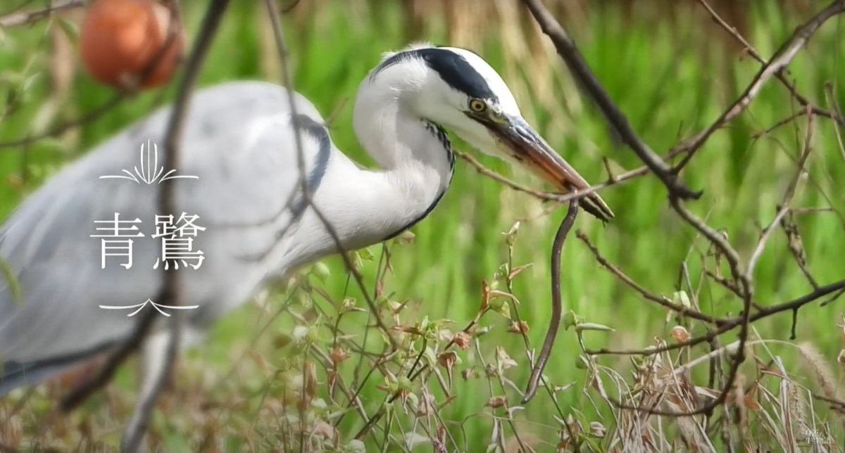 鳥の目いろいろ 素敵な野鳥の目を10集めてみました 身近な生き物と万年筆 鳥の目いろいろ 素敵な野鳥の目を10集めてみました 身近な生き物と万年筆