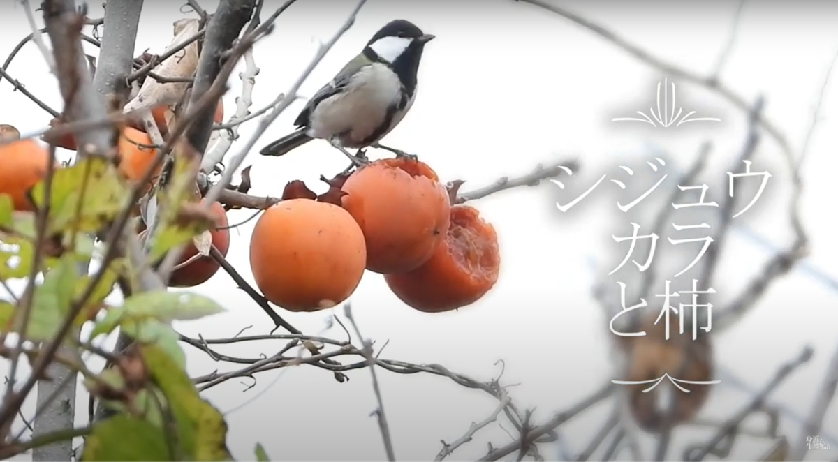 f:id:mochico25:20211211110146p:plain