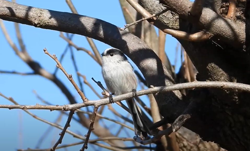 1月20日は「シマエナガの日」！エナガも可愛いよ？ - 身近な生き物語と