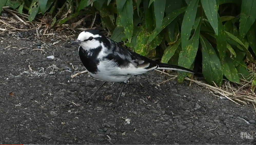 f:id:mochico25:20220131173417p:plain