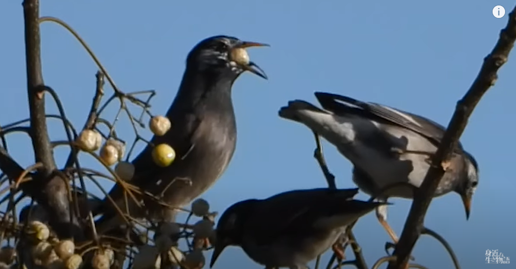 食べれるの?!?大きな実を丸呑みするムクドリ - 身近な生き物語と万年筆@naturaloop