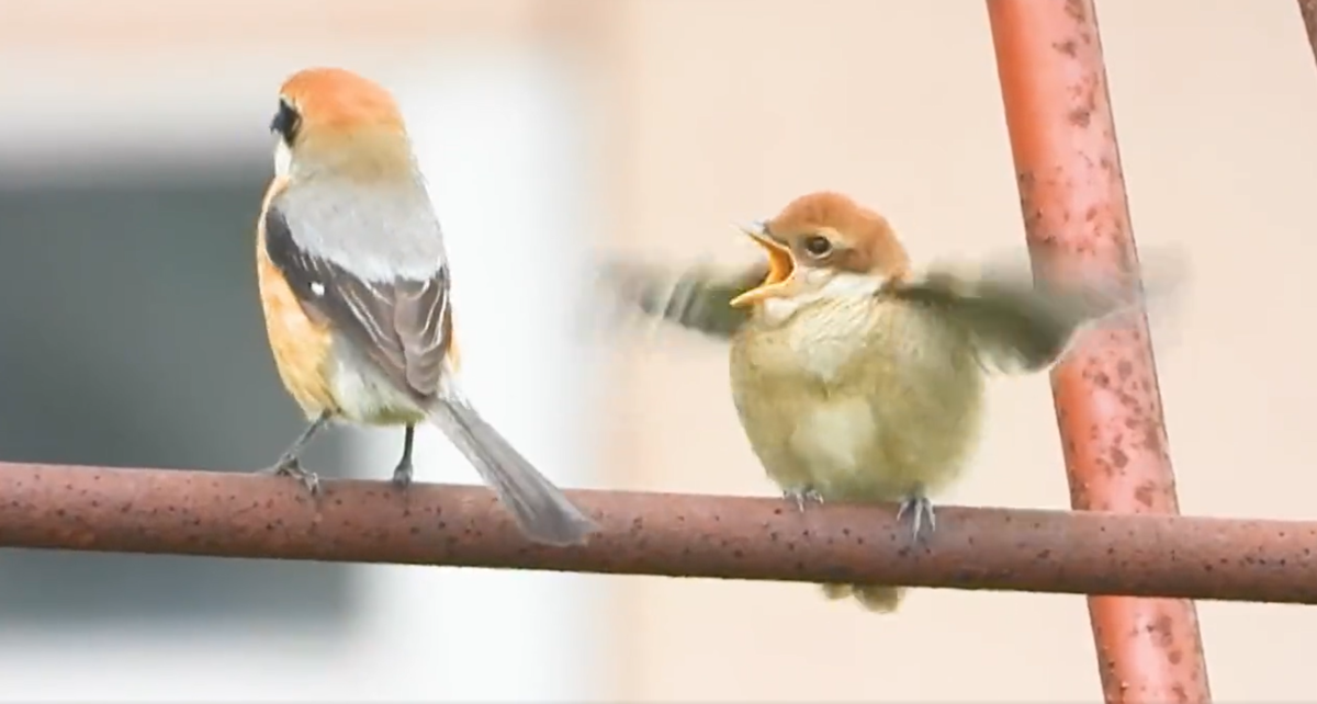かんわいいいいいモズの雛 可愛いモズの雛 身近な生き物と万年筆 かんわいいいいいモズの雛 可愛いモズの雛 身近な生き物と万年筆