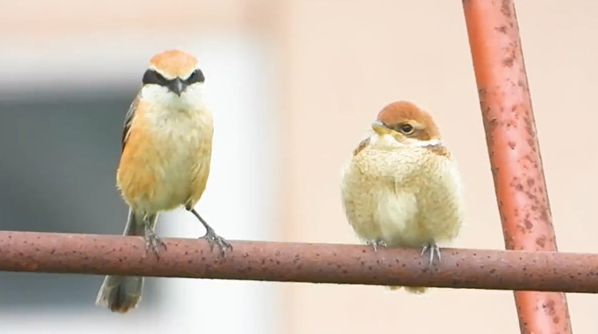 かんわいいいいいモズの雛 可愛いモズの雛 身近な生き物と万年筆