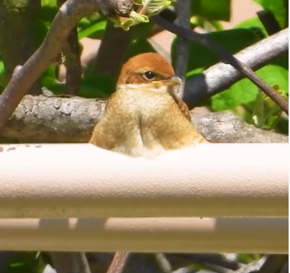 かんわいいいいいぃぃぃモズの子 可愛いモズの子 雛 幼鳥 身近な生き物と万年筆 かんわいいいいいぃぃぃモズの子 可愛いモズの子 雛 幼鳥 身近な生き物と万年筆