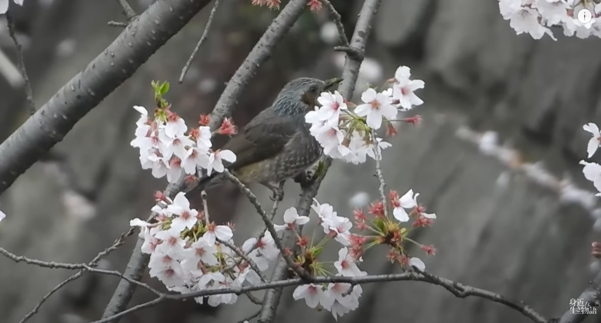 鳥も木から落ちるとは ずっこけヒヨドリとメジロ 身近な生き物と万年筆