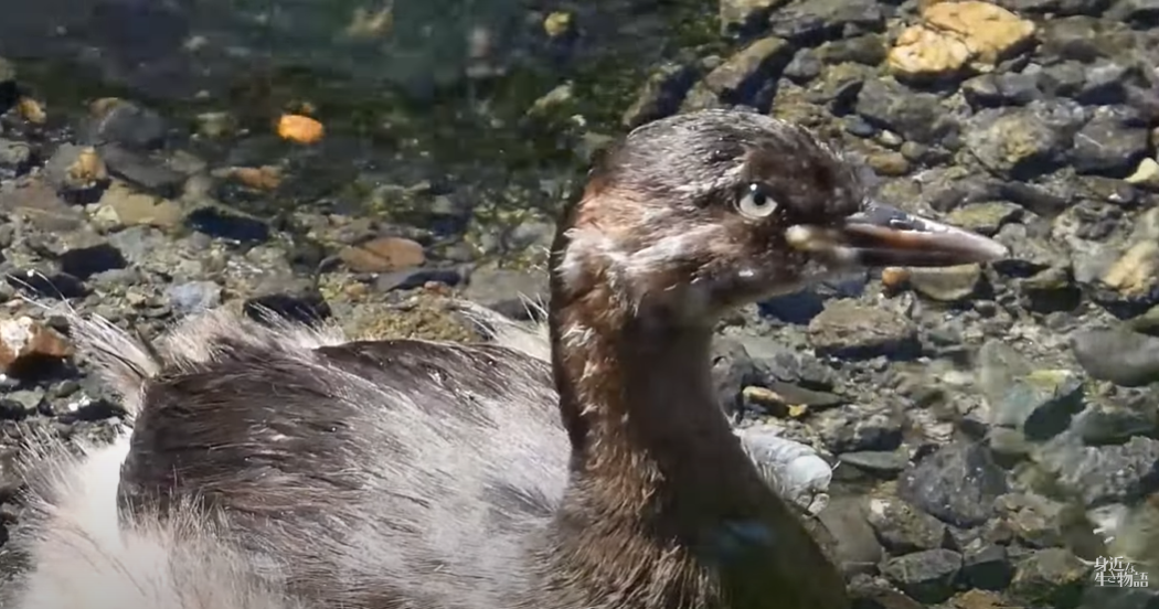 珍しいカイツブリの行動 私的激レア！！シーンです！！！可愛い