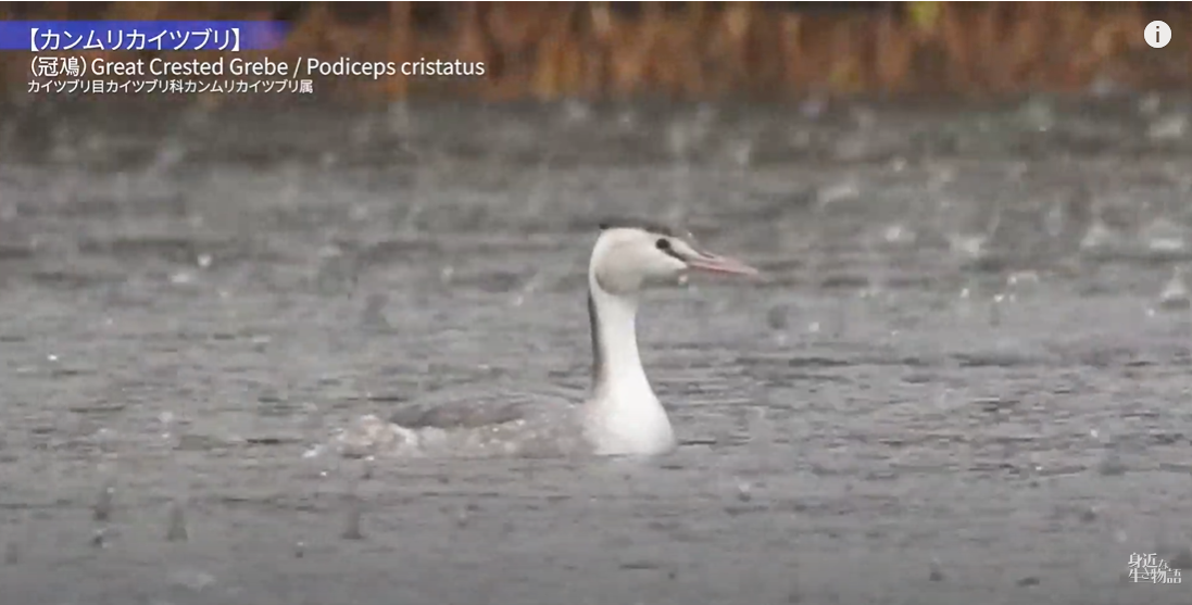 関東でも見られる！潜水が得意な水鳥・カンムリカイツブリ - 身近な