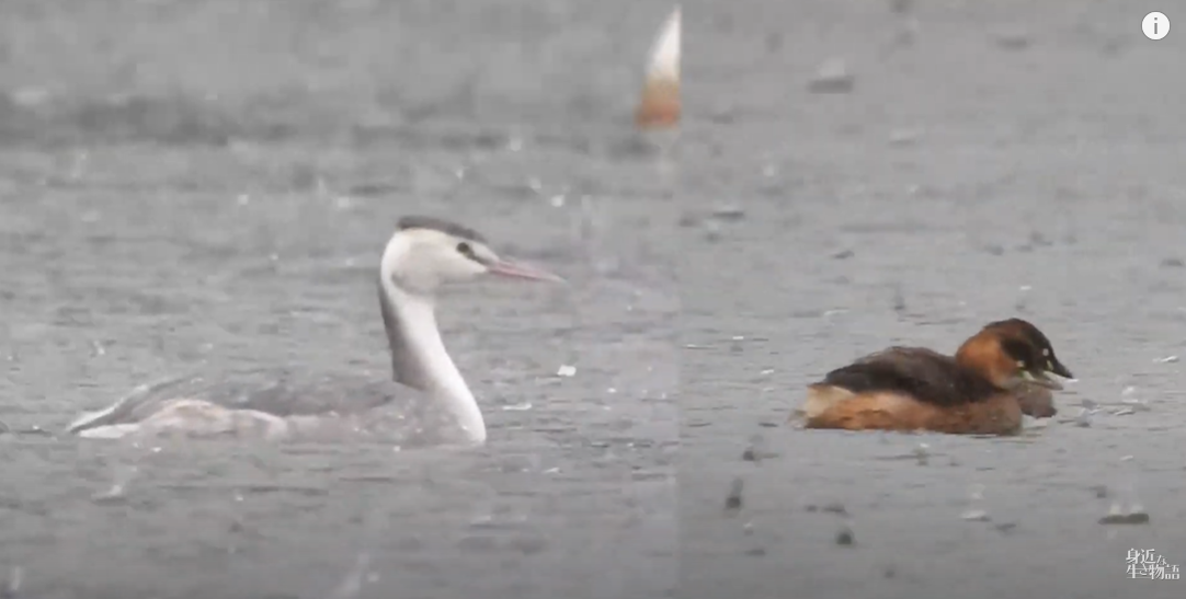 関東でも見られる！潜水が得意な水鳥・カンムリカイツブリ - 身近な