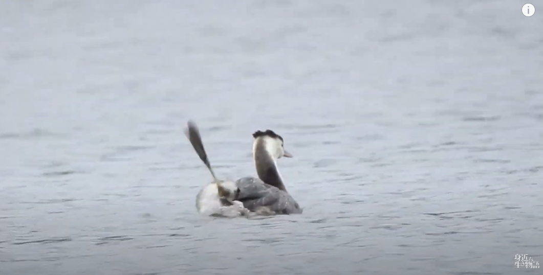 関東でも見られる！潜水が得意な水鳥・カンムリカイツブリ - 身近な