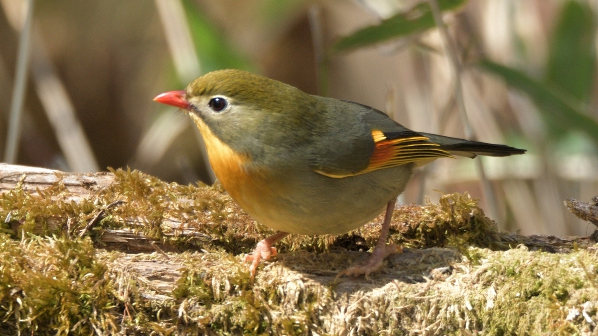 メジロにそっくりな鳥の正体は？違いを写真で解説します【ソウシチョウ