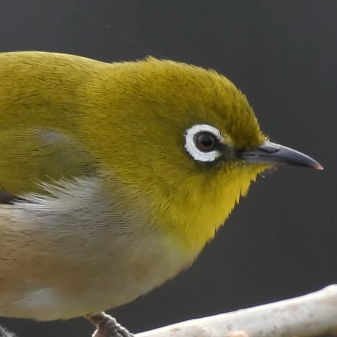 メジロってどんな野鳥？特徴や生態、鳴き声や見分け方を紹介します