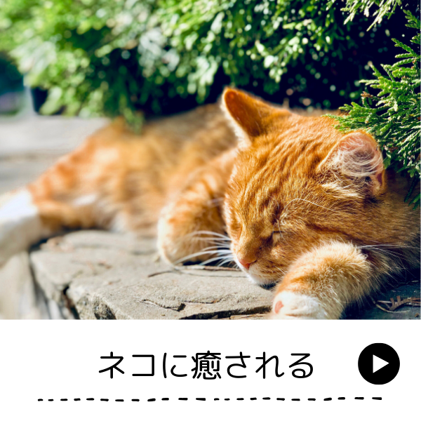 猫に癒される