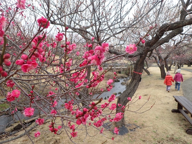 f:id:mochikichi-blog:20200701102943j:plain