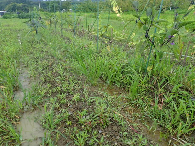 f:id:mochikichi-blog:20200727204331j:plain f:id:mochikichi-blog:20200727204331j:plain