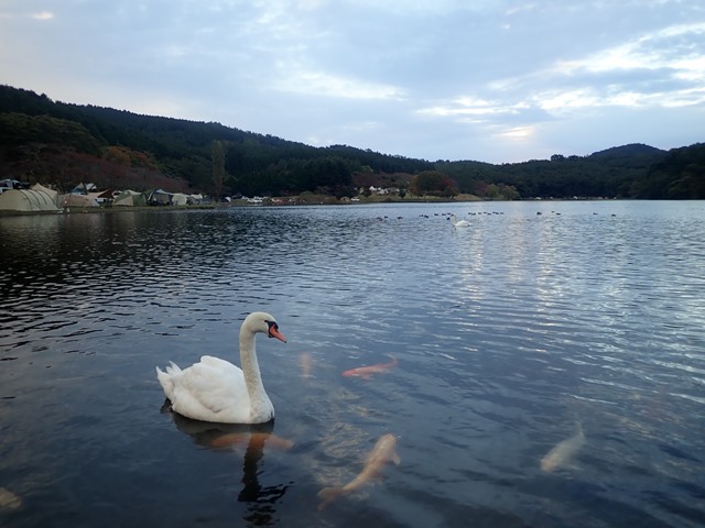 f:id:mochikichi-blog:20201018214830j:plain f:id:mochikichi-blog:20201018214830j:plain