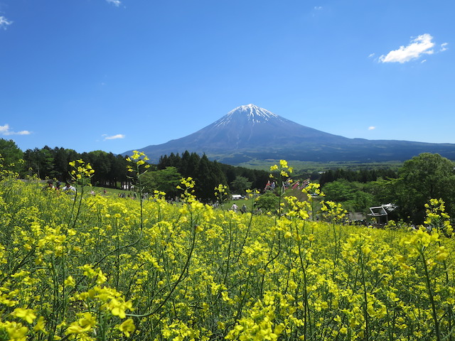 f:id:mochikichi-blog:20210517224937j:plain