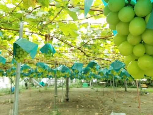 2021年 知る人ぞ知る!勝沼ぶどう狩りの穴場スポット・農園「大々園」雨の日でも楽しめる f:id:mochikuenai:20210911104421j:plain