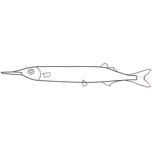 簡単なさよりの描き方 もちまるのブログ 簡単なさよりの描き方 もちまるのブログ