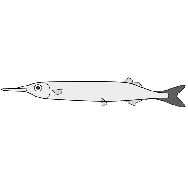 簡単なさよりの描き方 もちまるのブログ 簡単なさよりの描き方 もちまるのブログ