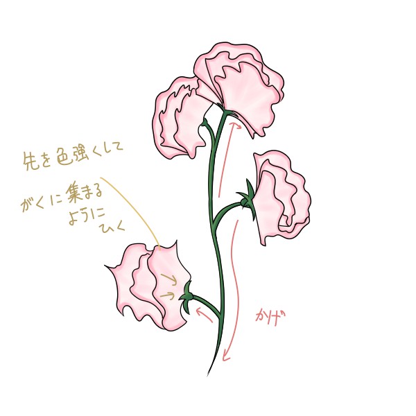 簡単なスイートピーの描き方 もちまるのブログ