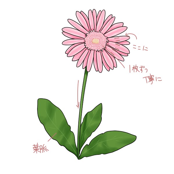 簡単なガーベラの描き方 - もちまりるのブログ