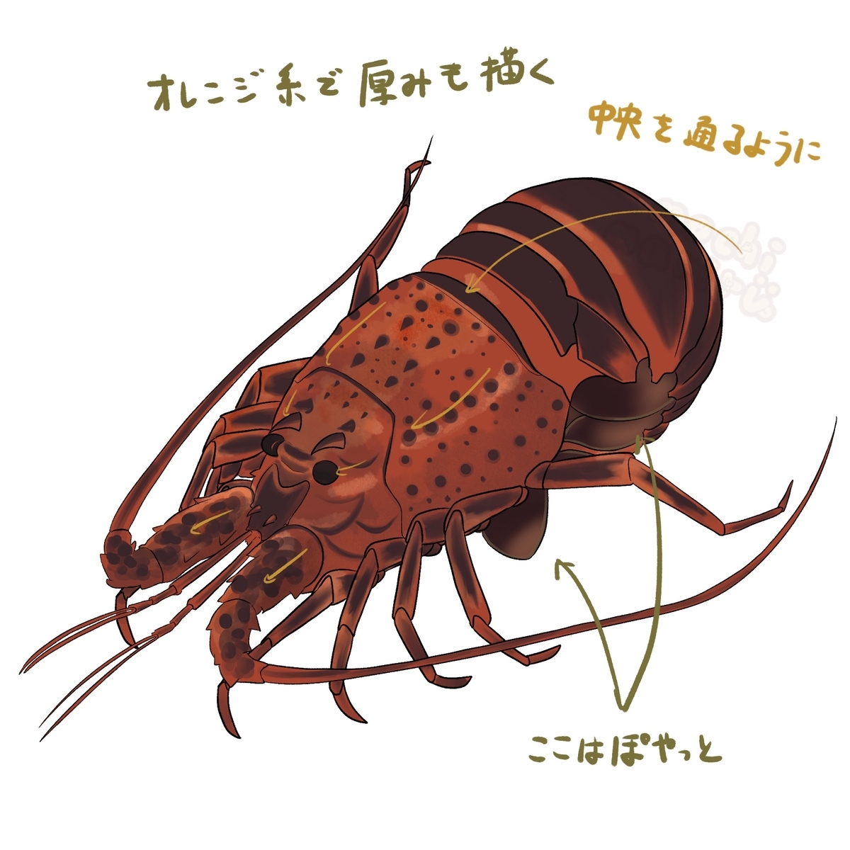 伊勢海老の描き方 - もちまりるのブログ