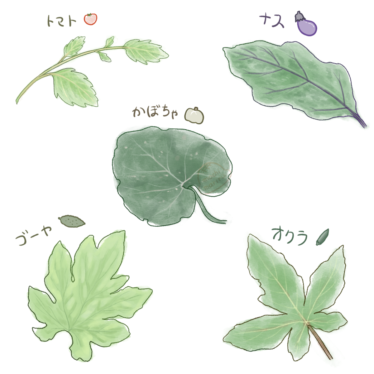 夏野菜を葉っぱだけ見て当てたい！！ - もちまりるのブログ