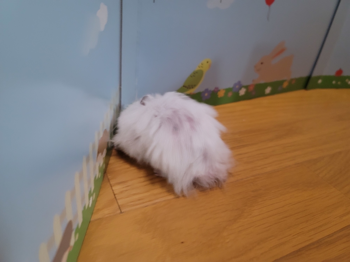 f:id:mochimochcute:20210914200656j:plain