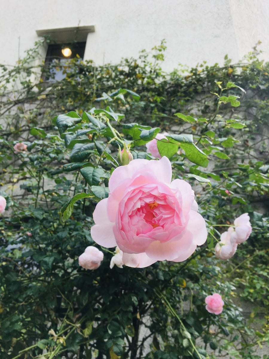 f:id:mochimochifreedom:20191119201052j:plain f:id:mochimochifreedom:20191119201052j:plain
