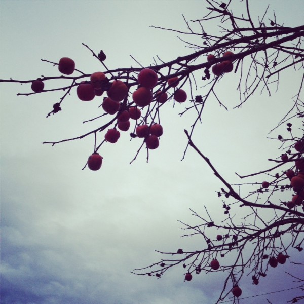 f:id:mochimochimochi:20131111173511j:image f:id:mochimochimochi:20131111173511j:image