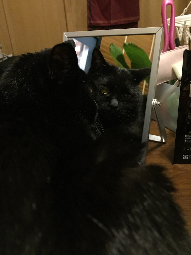 f:id:mochimochimochico:20160413210800j:image f:id:mochimochimochico:20160413210800j:image