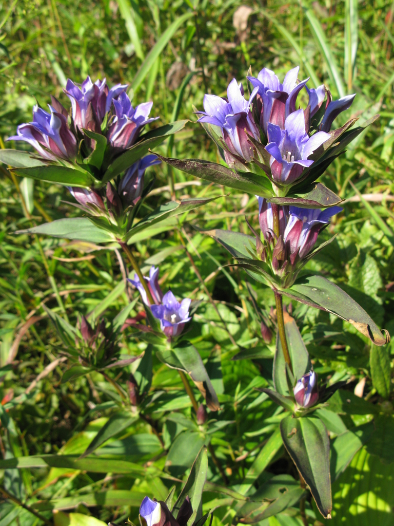 f:id:mochimochimoon:20181113014357j:plain:w300