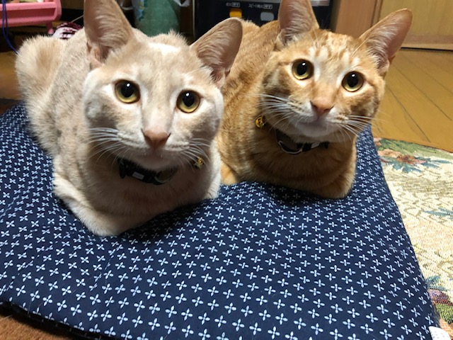 f:id:mochimurara:20210228054225j:plain