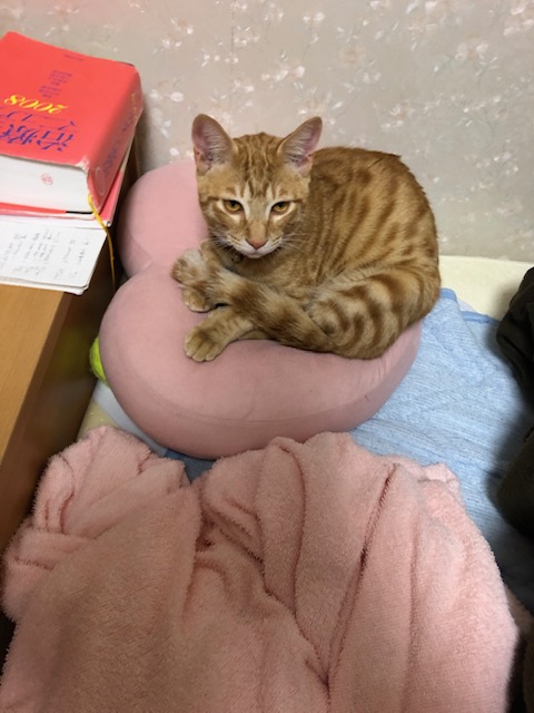 f:id:mochimurara:20210228054246j:plain