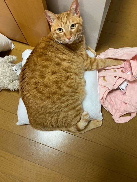 f:id:mochimurara:20210303060448j:plain
