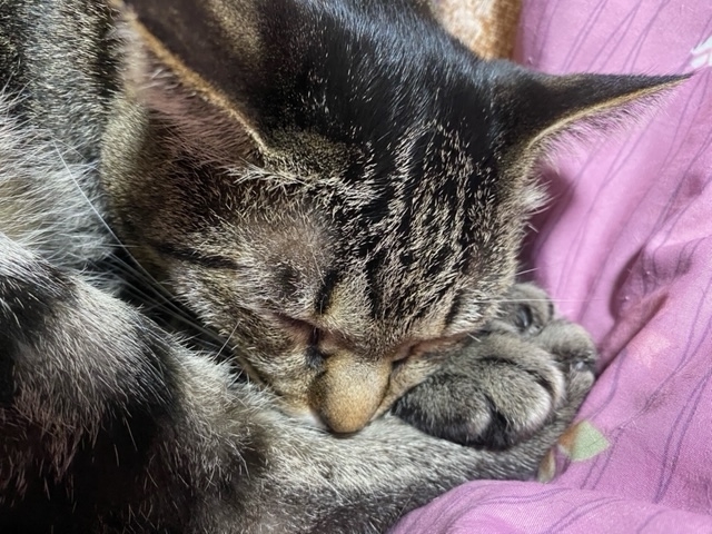 f:id:mochimurara:20210309061756j:plain