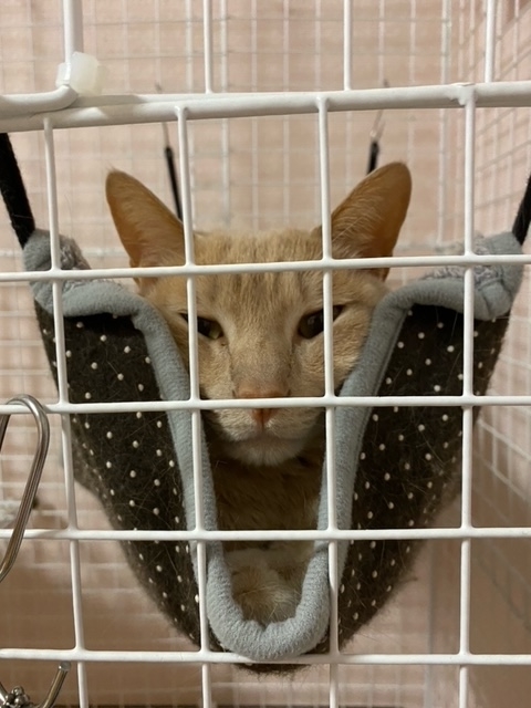 f:id:mochimurara:20210309061758j:plain