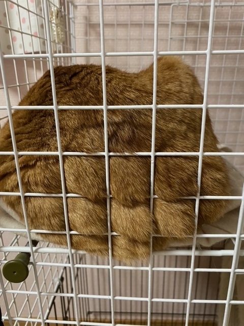 f:id:mochimurara:20210309061800j:plain