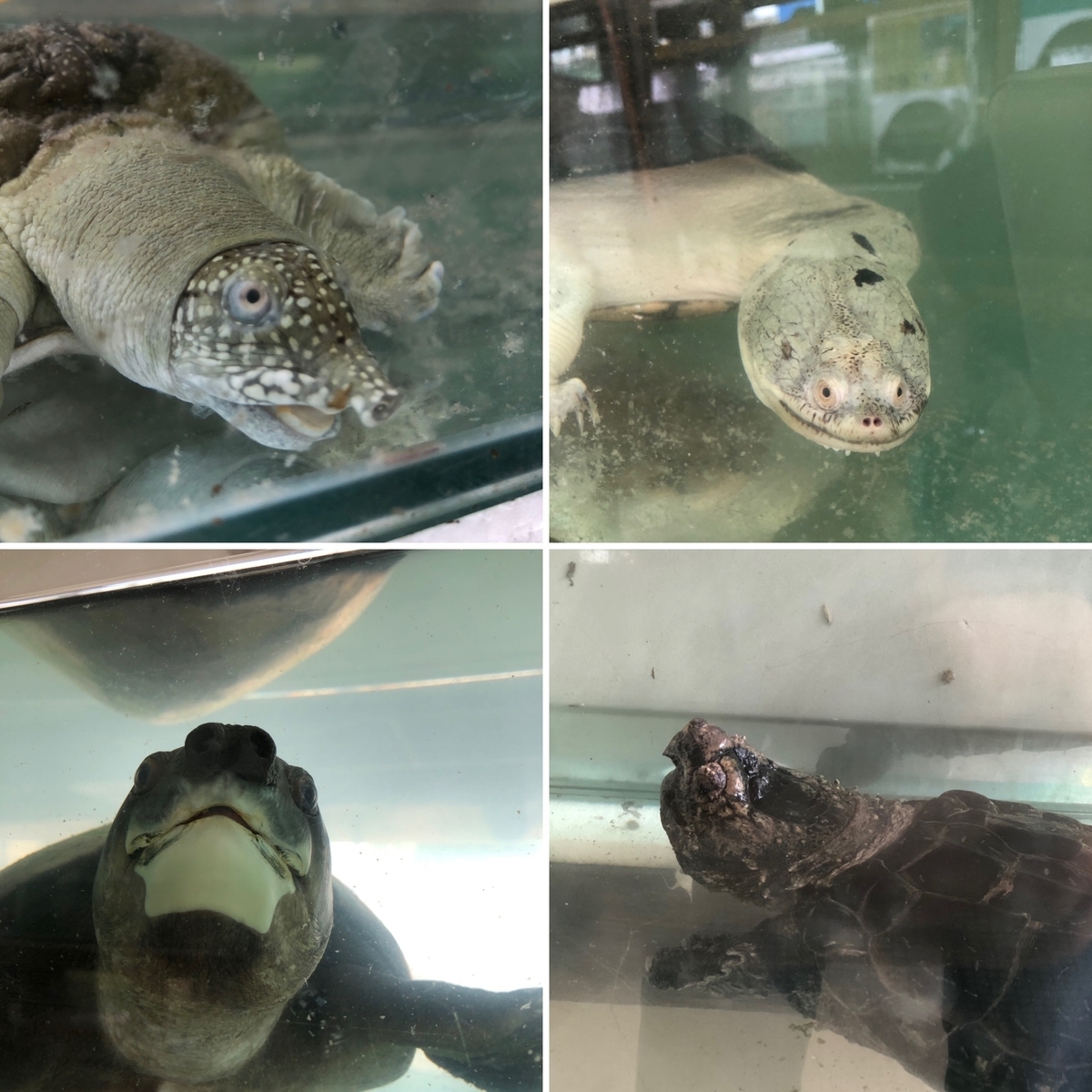 f:id:mochirinax:20210719000208j:plain