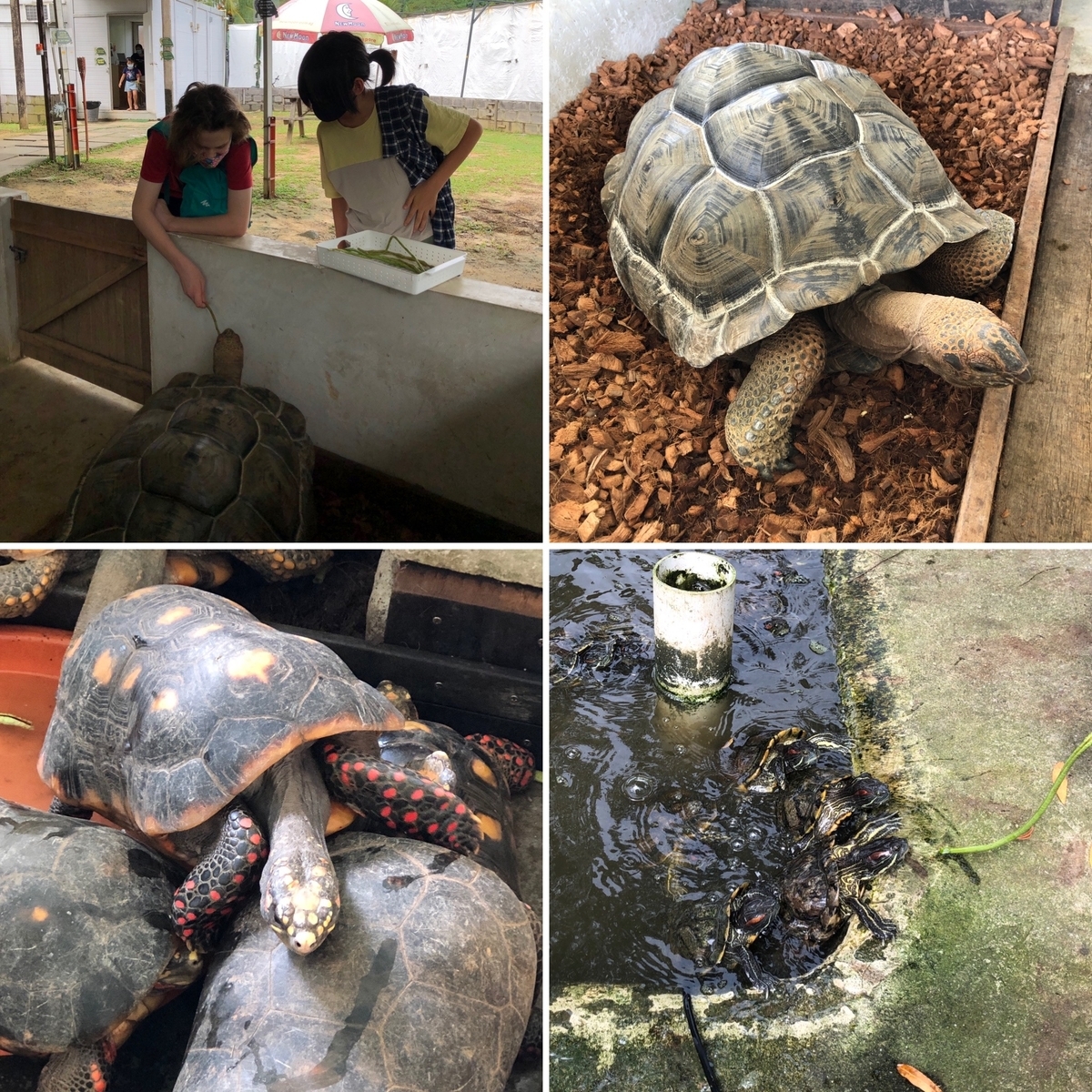 f:id:mochirinax:20210719000221j:plain