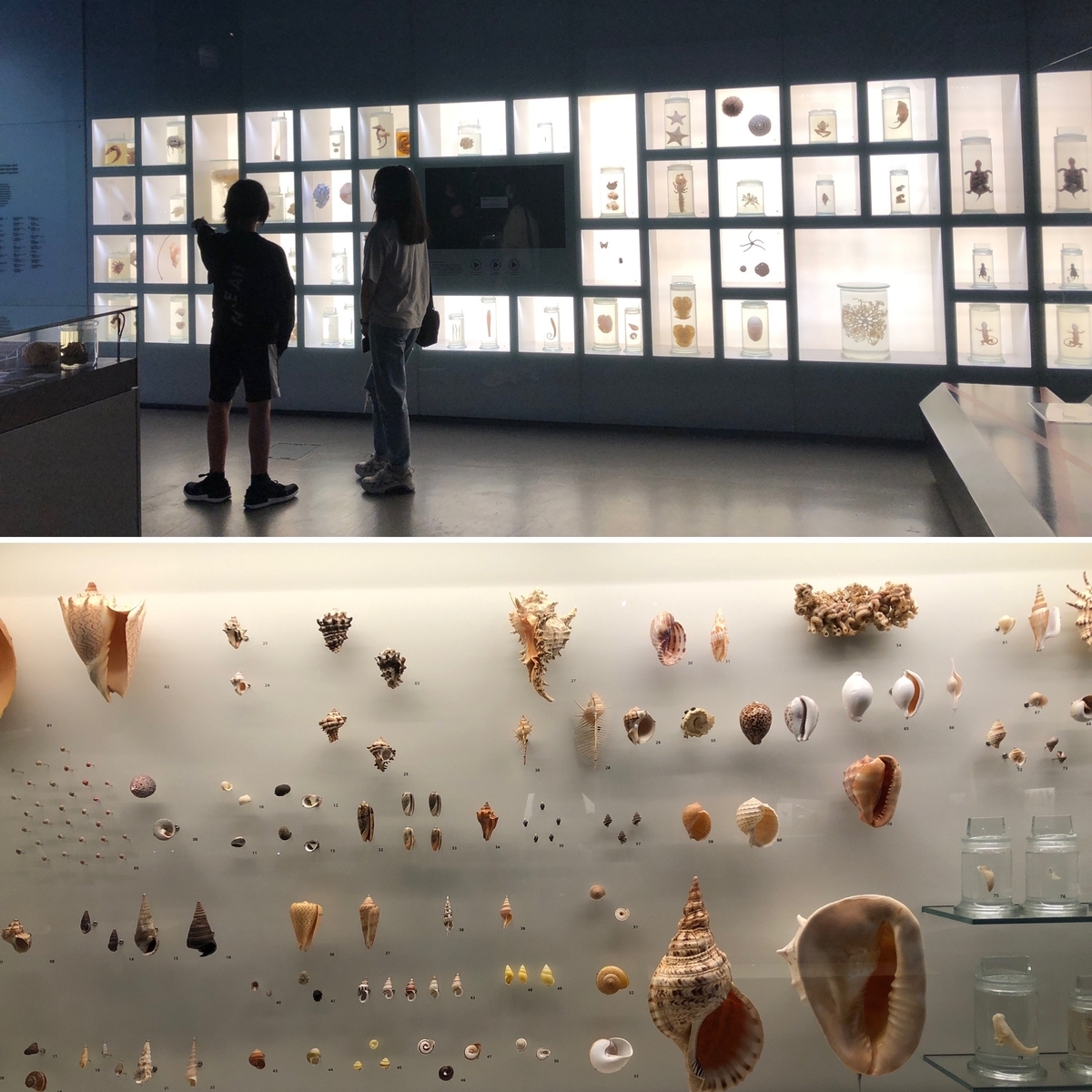 f:id:mochirinax:20210723224442j:plain